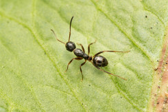 털왕개미 워커 Camponotus nippon…