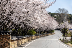 여수애양병원 토담길 봄